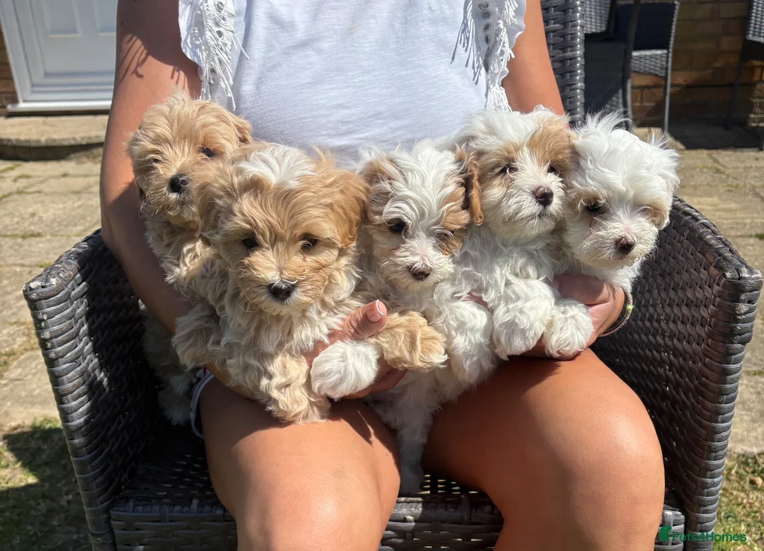 Maltipoo dogs for sale: Maltipoo puppies  - Advert 2