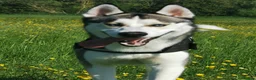 Siberian Husky dogs for sale:  Rehoming: Loving 2-Year-Old Siberian Husky Boy 🐾 in Peterborough - Advert 3