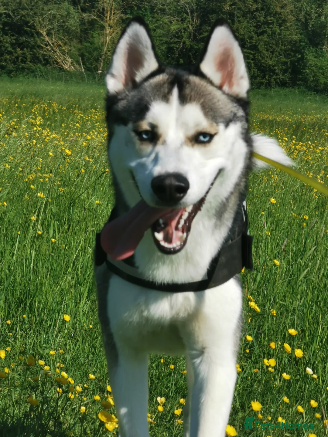 Siberian Husky dogs for sale:  Rehoming: Loving 2-Year-Old Siberian Husky Boy 🐾 in Peterborough - Advert 3
