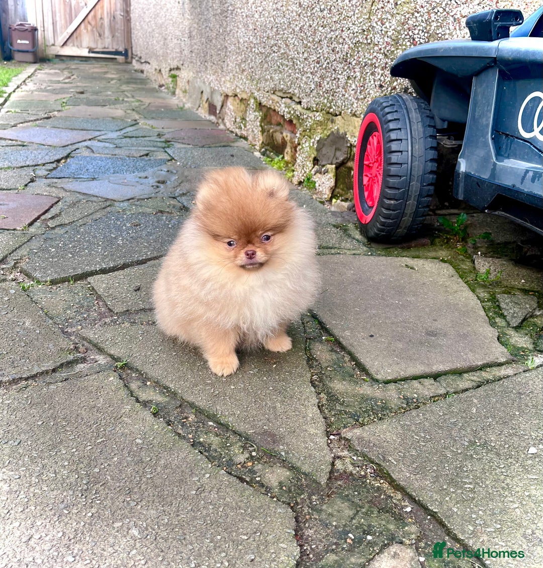 Pomeranian dogs for sale: Top Quality 🐻 Teddy Face🧸Perfect Size - Advert 1