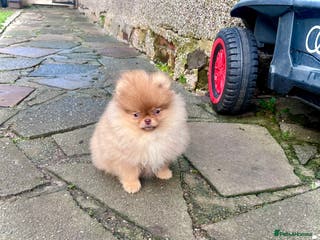 Pomeranian dogs Top Quality 🐻 Teddy Face🧸Perfect Size - Advert 6