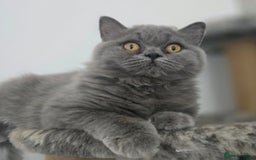 British Shorthair cats for sale: Gorgeous Healthy BSH Kittens GIRLS - Image 4