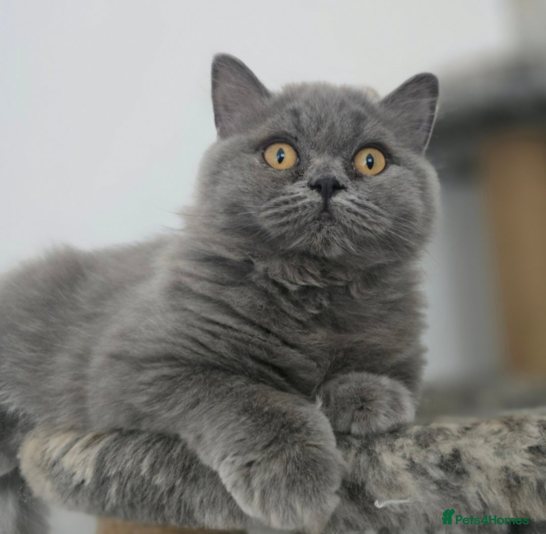 British Shorthair cats for sale: Gorgeous Healthy BSH Kittens GIRLS - Image 4