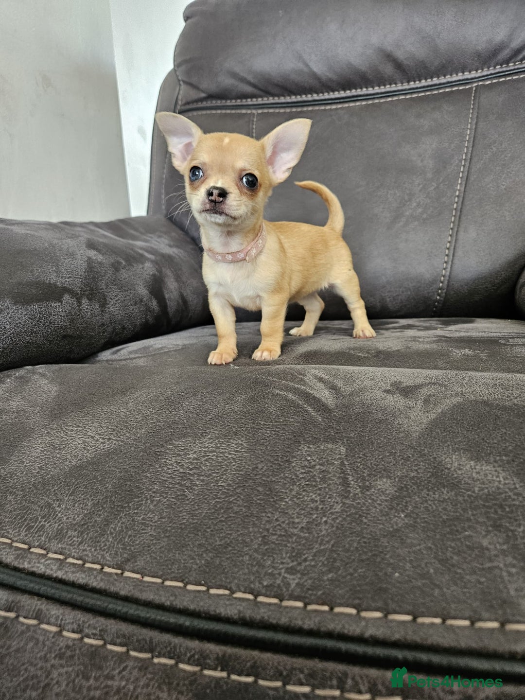 Chihuahua dogs for sale: Chihuahua for sale  - Image 20