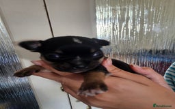 Chihuahua dogs for sale: 4 baby boy chiuaua  - Image 9