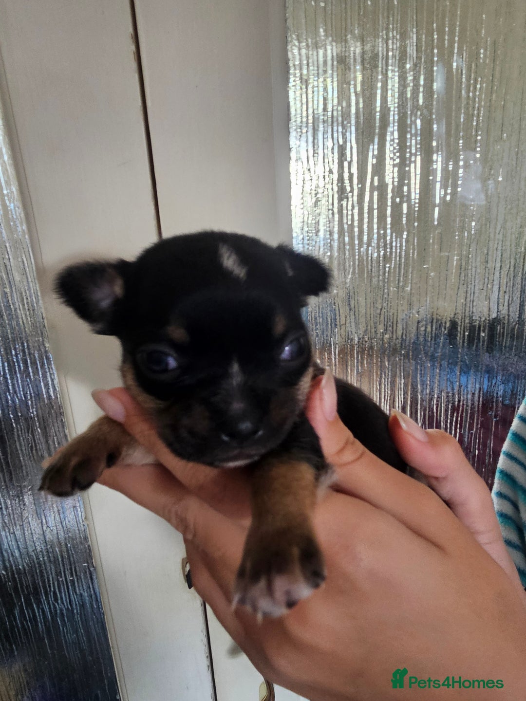 Chihuahua dogs for sale: 4 baby boy chiuaua  - Image 9