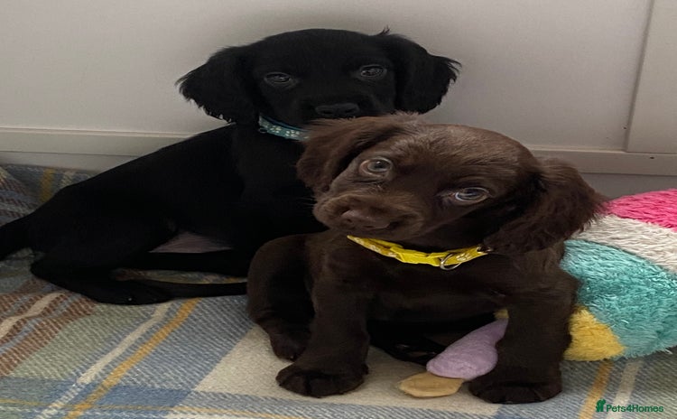 Cocker Spaniel dogs - Advert 6
