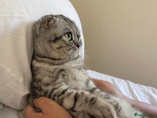 Scottish Fold cats Scottish fold kittens looking for new home! - Advert 1