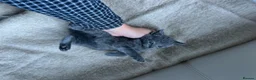 British Shorthair cats for sale: Our British Shorthair has had 5 Beautiful Kittens - Advert 23