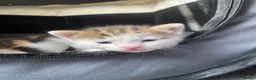 American Wirehair cats for sale: Kittens for Sale - Advert 2