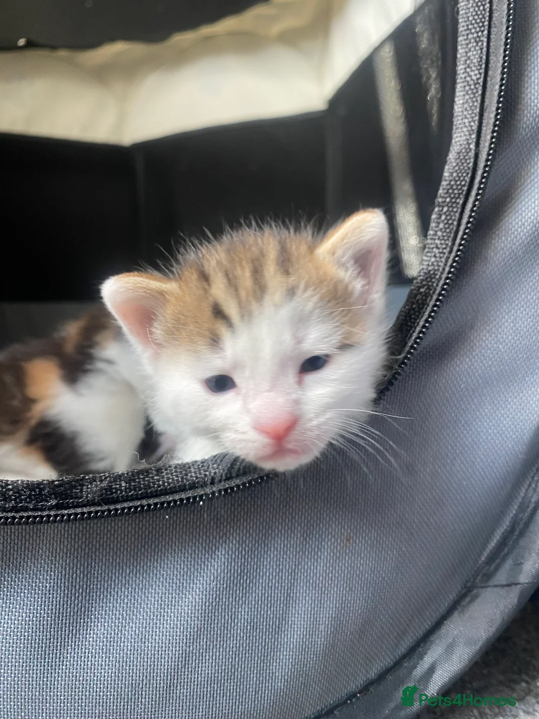 American Wirehair cats for sale: Kittens for Sale - Advert 2