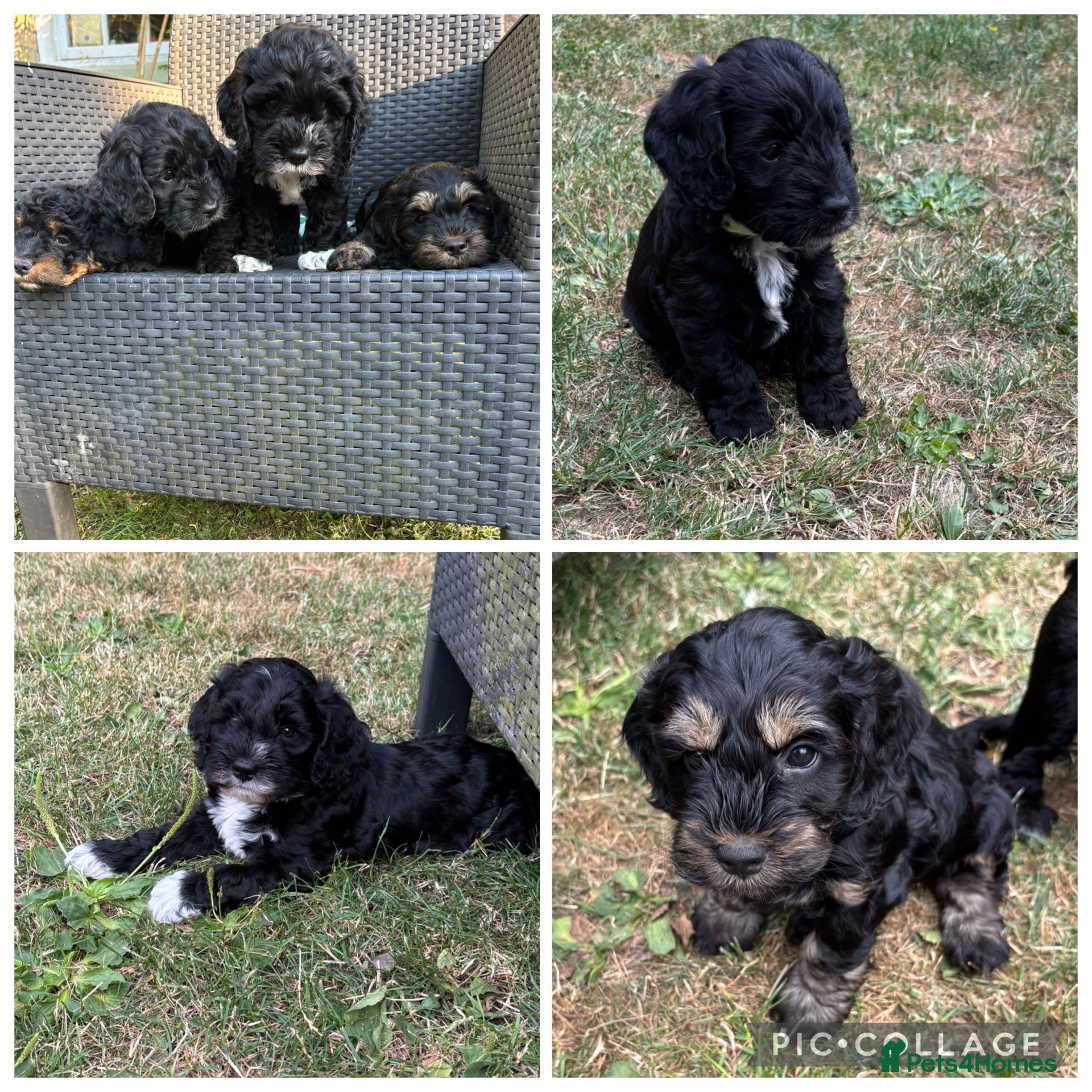 Cockapoo dogs Ready to leave Friday 3 female cockapoo left - Advert 9