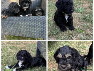 Cockapoo dogs Ready to leave Friday 3 female cockapoo left - Advert 9