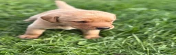 Labrador Retriever dogs for sale: Labrador Puppies for sale - Advert 22
