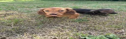 Dachshund dogs for sale: KC reg, champion bloodline, female mini dachshund - Advert 7