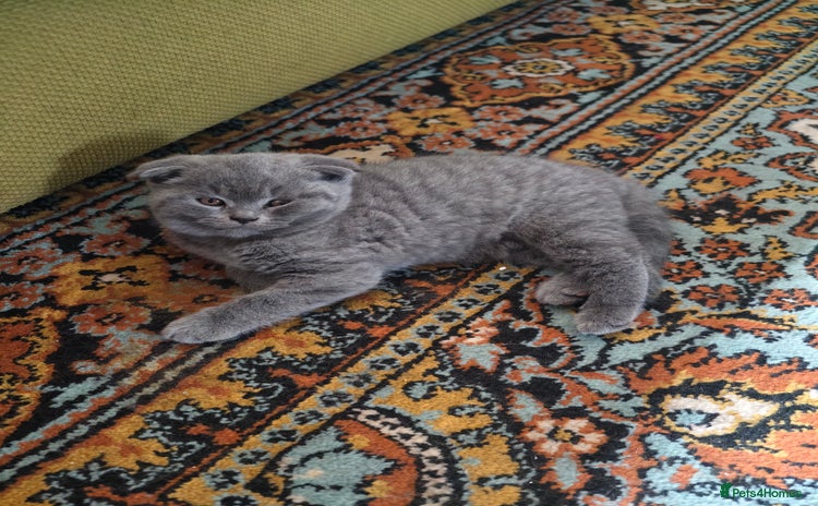 Scottish Fold cats - Advert 15