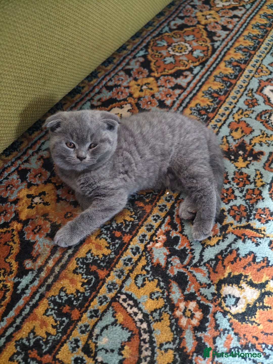 Scottish Fold cats for sale: 4 lovely kittens looking for new family  - Image 2