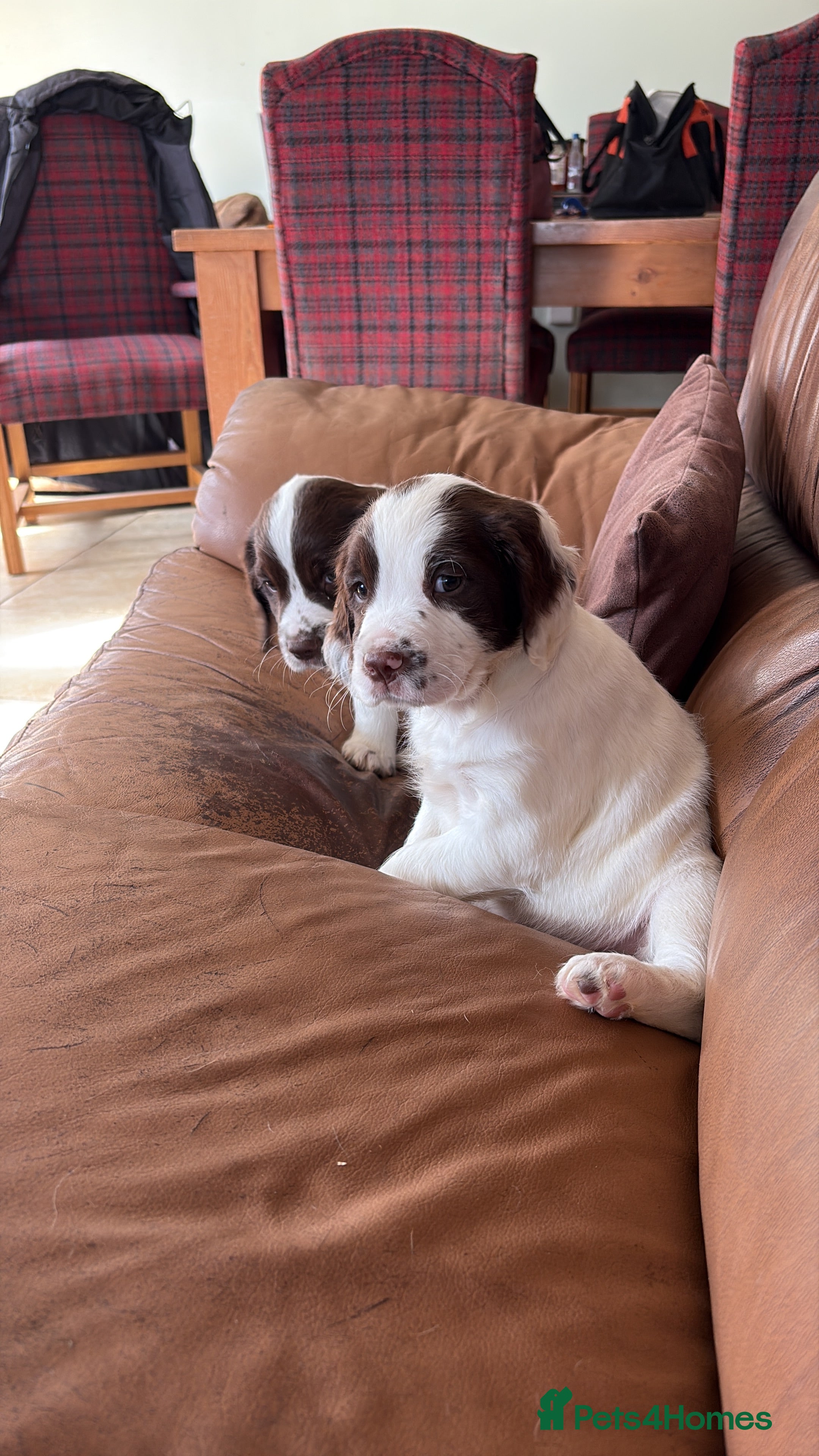 English Springer Spaniel dogs Beautiful boys looking for forever homes - Advert 1