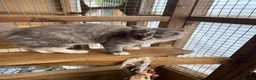 Maine Coon cats for sale: BEAUTIFUL MAINE COON KITTENS - Advert 10