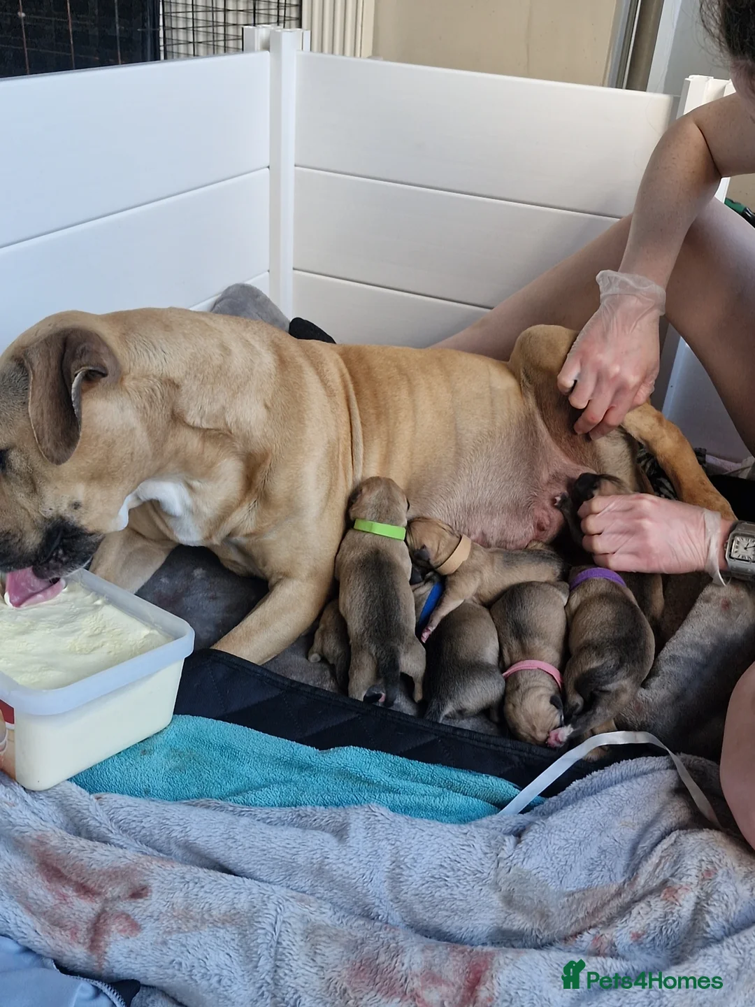 Mixed Breed dogs for sale: Husky x staffy pups in Skelmersdale - Advert 16