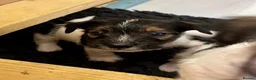 Mixed Breed dogs for sale: 2 Beautiful male terrier puppies  - Advert 9