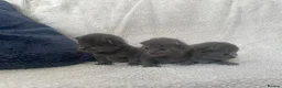 British Shorthair cats for sale: Grey British short haired x bengal kittens - Advert 1