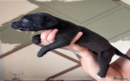 Cane Corso dogs for sale: Cane corso - Image 3