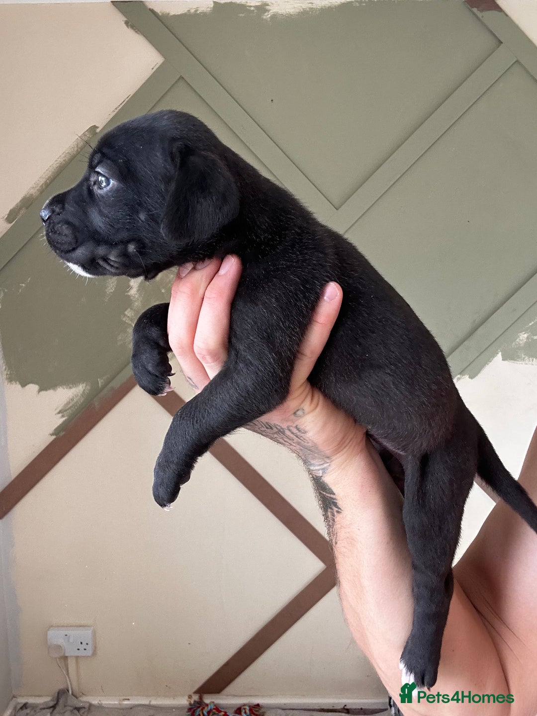 Cane Corso dogs for sale: Cane corso - Image 3