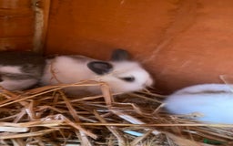 Mini Lop rabbits for sale: 3 beautiful girl baby bunnies  - Image 4