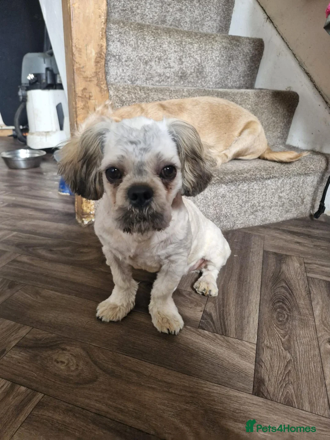 Mixed Breed dogs for sale: 4 month old pugzu - Advert 1