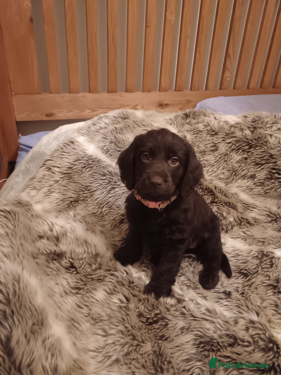 Mixed Breed dogs for sale: Six beautiful cockerpoos - Image 4