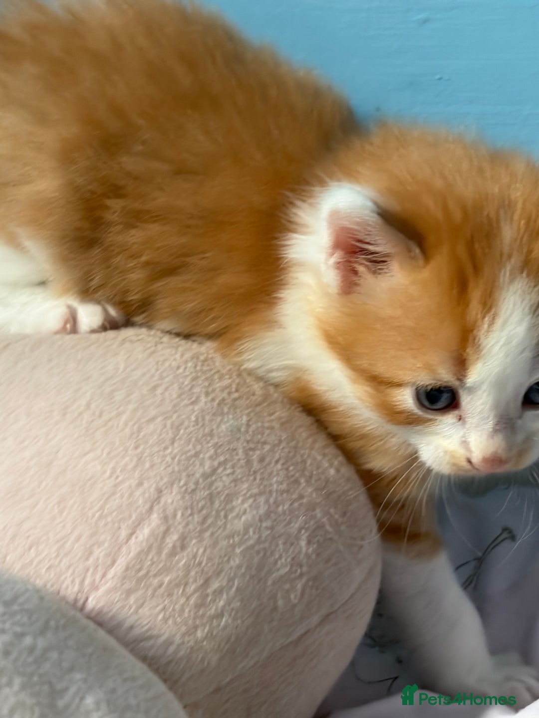 Maine Coon cats for sale: Maine coon mix kittens  - Advert 18