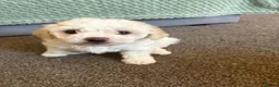 Bichon Frise dogs for sale: Puppies for sale bichon frise breed , 6 weeks old  - Advert 1