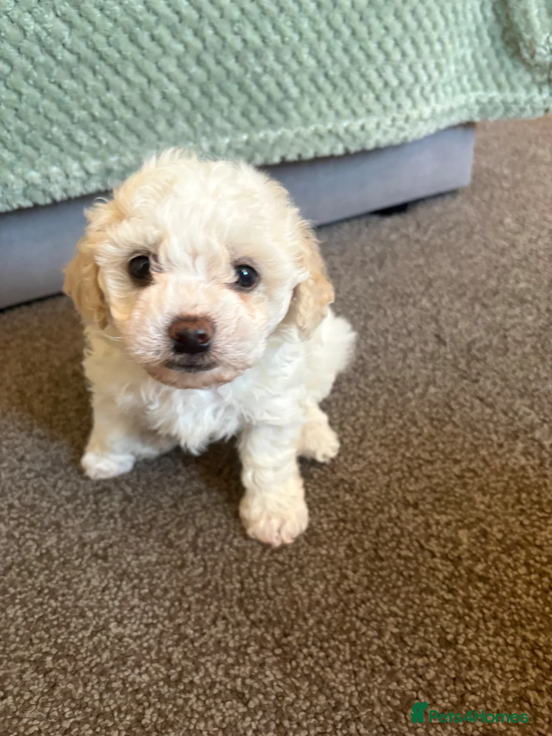 Bichon Frise dogs for sale: Puppies for sale bichon frise breed , 6 weeks old  - Advert 1