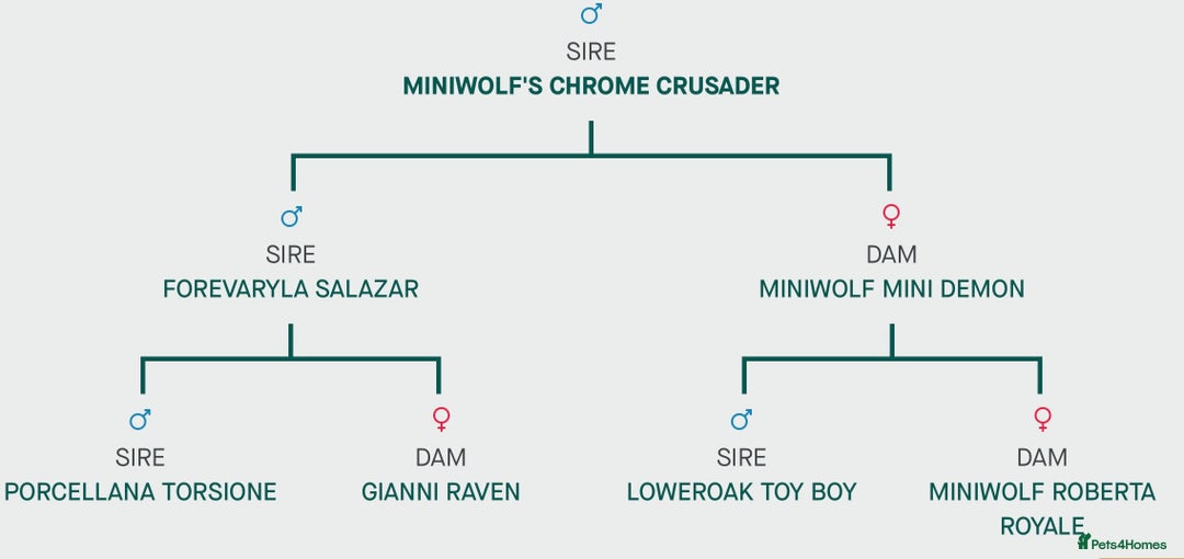 Italian Greyhound dogs for sale: Adorable handsome Italian greyhound  - Advert 10