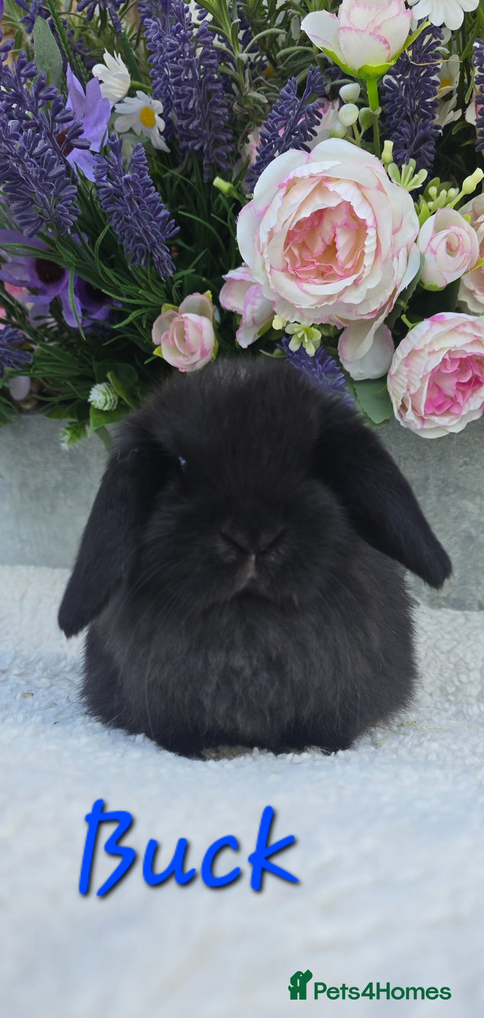 Mini Lop rabbits Beautiful quality mini lops - Advert 2