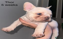 French Bulldog dogs for sale: KC registered French Bulldog puppies. READY 31/8 - Image 18