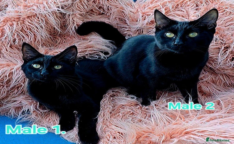 Mixed Breed cats - Advert 7