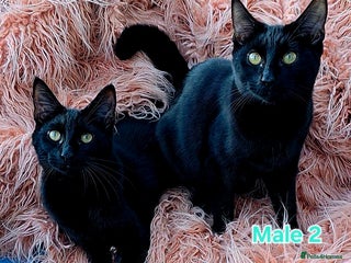 Mixed Breed cats - Advert 24