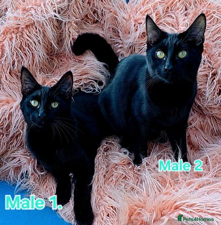 Mixed Breed cats - Advert 7