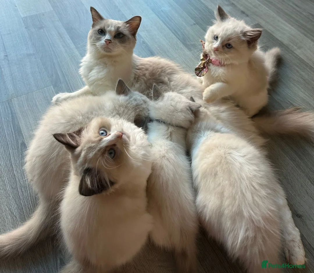 Ragdoll cats for sale:  ACTIVE CAT OR pet TICA Registered Ragdoll Kittens - Advert 21