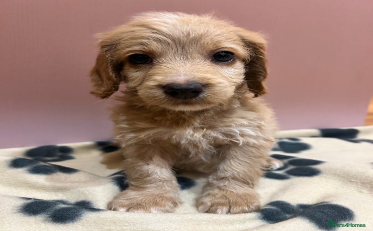 Cockapoo dogs - Advert 8