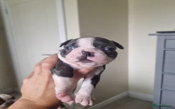 Boston Terrier dogs for sale: Last remaining Blue Boston girl - Image 19