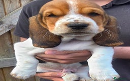 Basset Hound dogs for sale: Beautiful Basset Hound puppies for sale  - Image 10