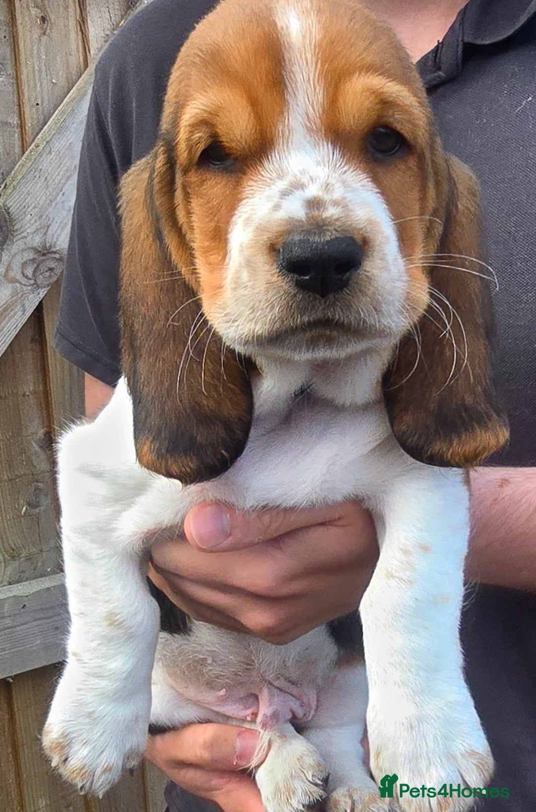Basset Hound dogs for sale: Beautiful Basset Hound puppies for sale  - Image 10