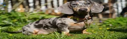 Miniature Dachshund dogs for sale: Loving Forever Home Wanted - Advert 3