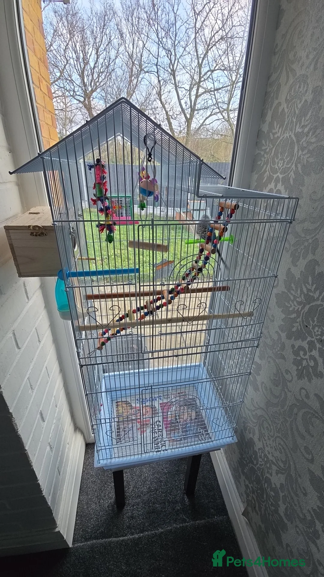 Budgerigars birds for sale: Budgies with cage  - Advert 6
