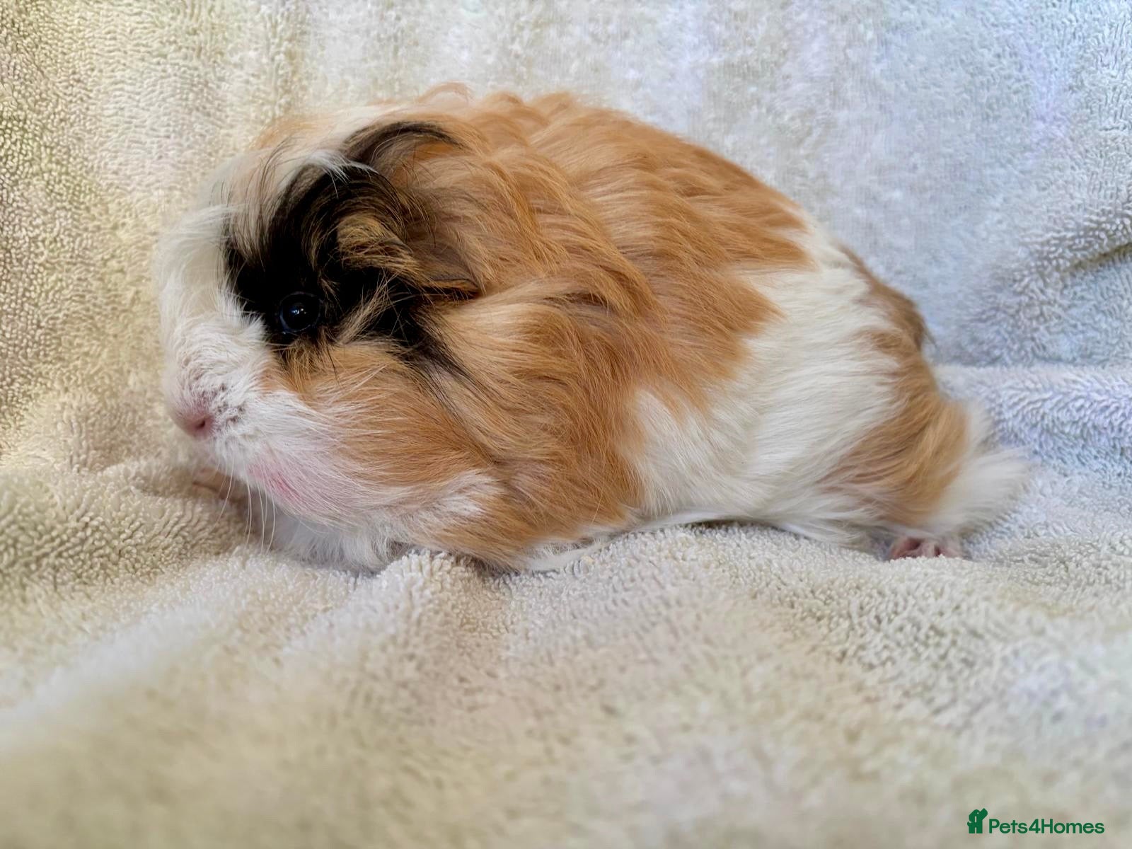 Guinea Pig rodents Young Sheltie Pets - Advert 1