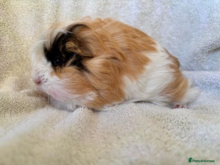 Guinea Pig rodents Young Sheltie Pets - Advert 2