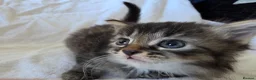 Persian cats for sale: Fluffy Perisan Kittens looking for Forever Homes in Edinburgh - Advert 12